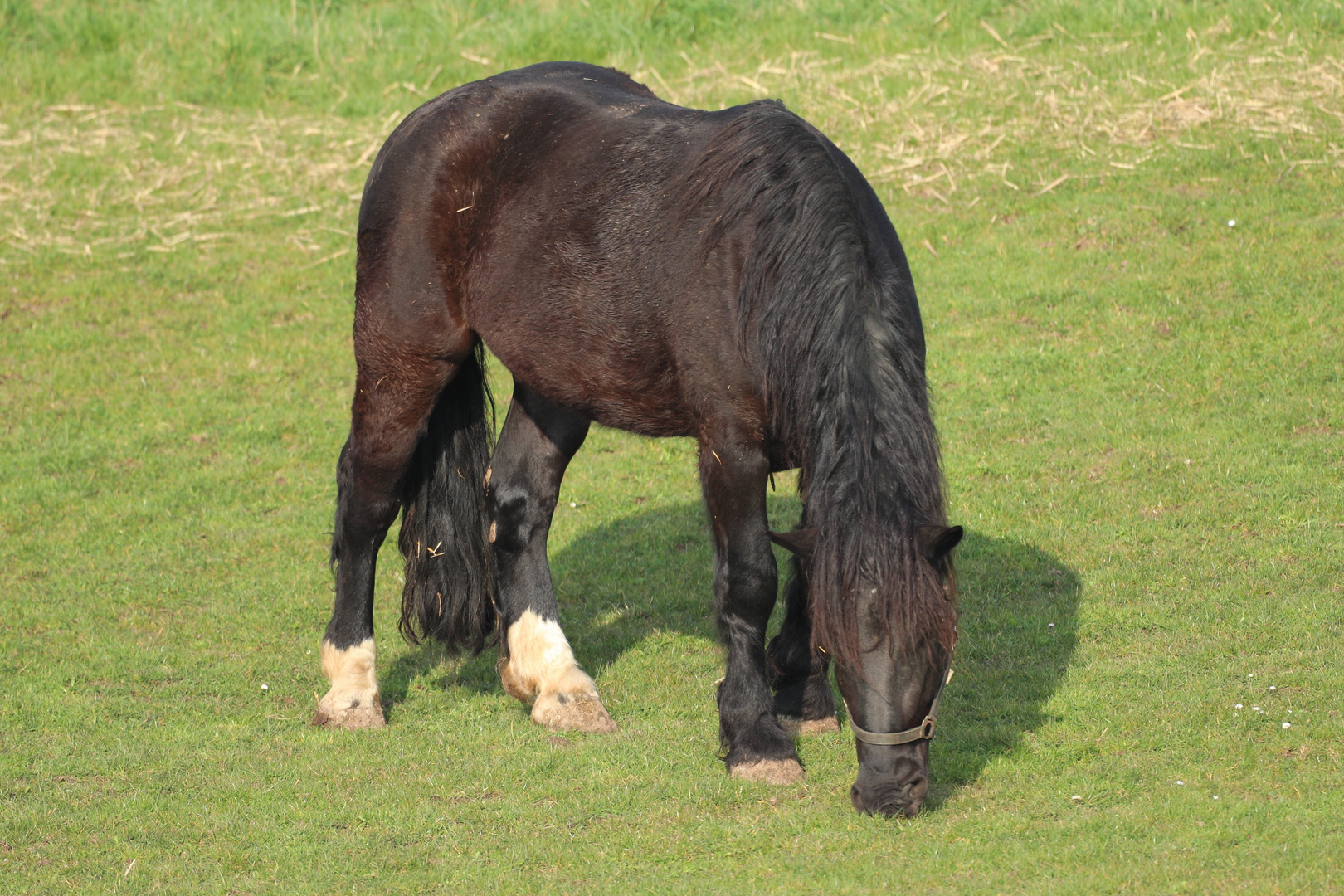 Pferde vor dem Polder