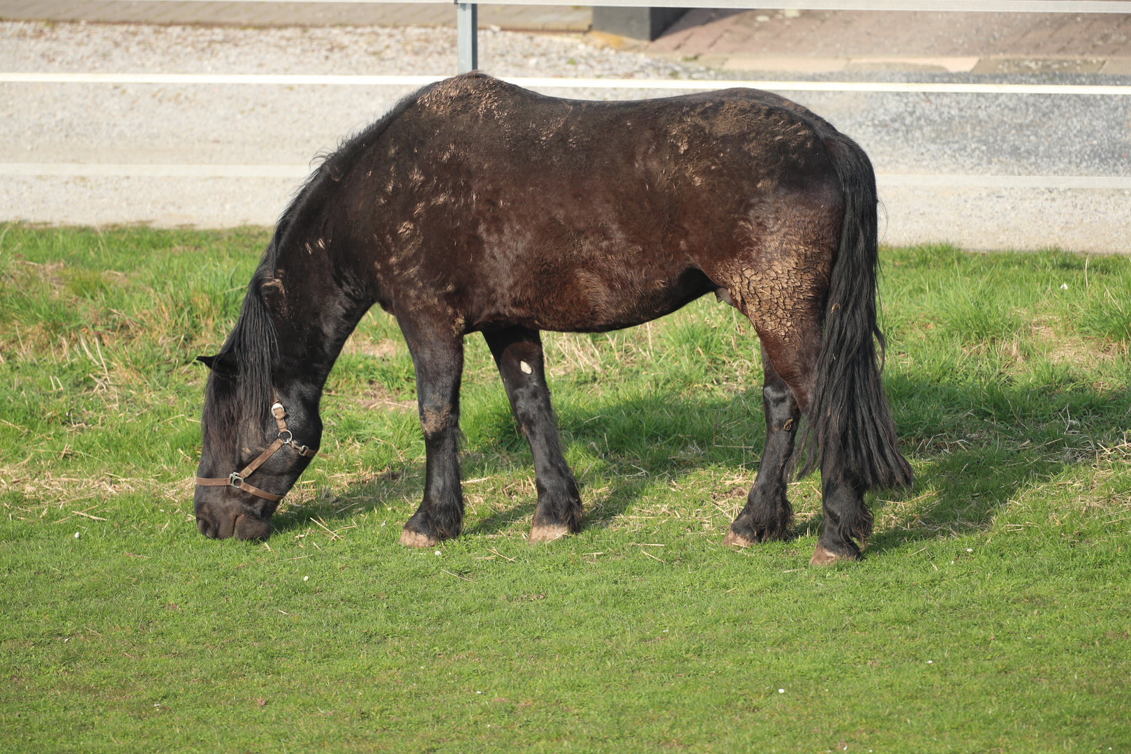 Pferde vor dem Polder