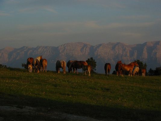 Pferde vor dem Schlafengehen