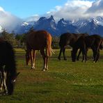 Pferde vor dem Torres-Massiv