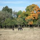 Pferde vor herbstlichen Bäumen auf der Weide [Elberadweg]