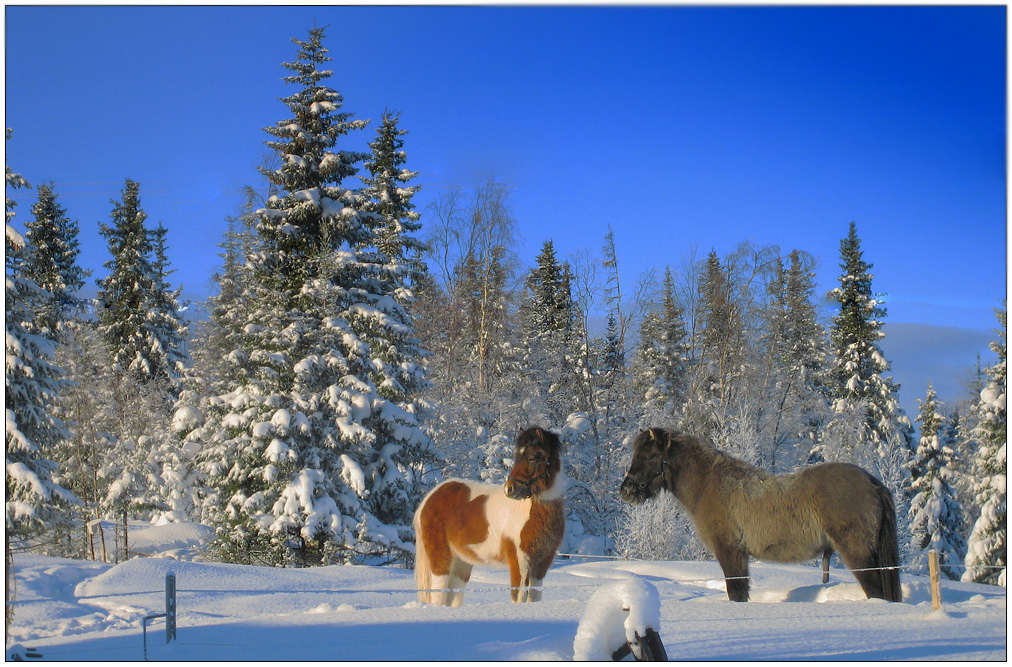 Pferde Weihnachten in Lapland