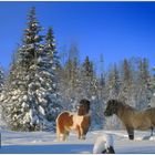 Pferde Weihnachten in Lapland