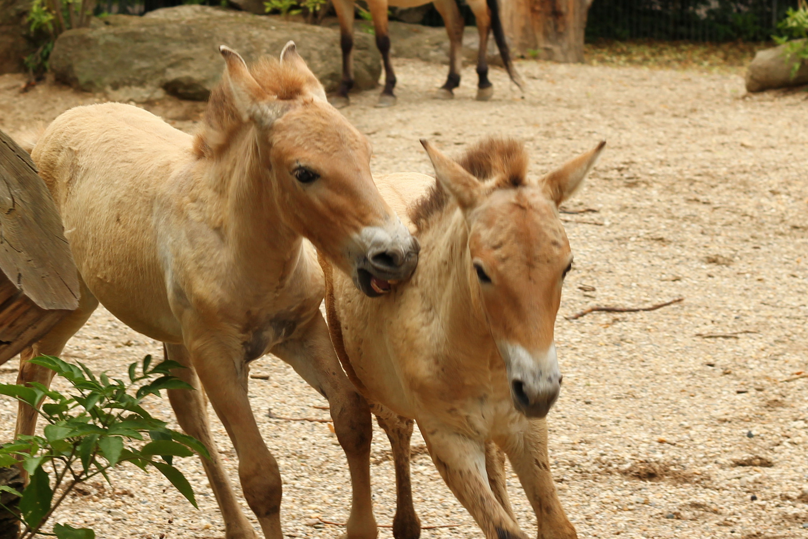 Pferde, Zoo Leipzig