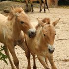 Pferde, Zoo Leipzig