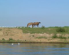 Pferde zwischen Himmel und Wasser