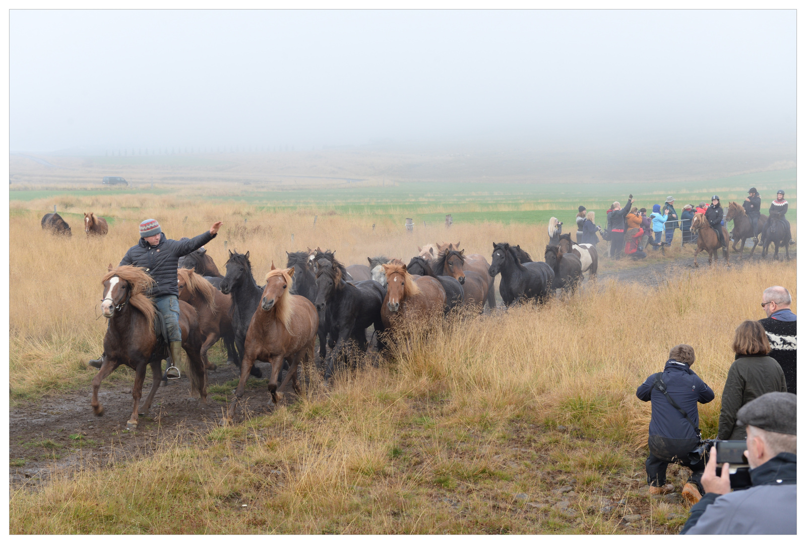 Pferdeabtrieb in Island - 1