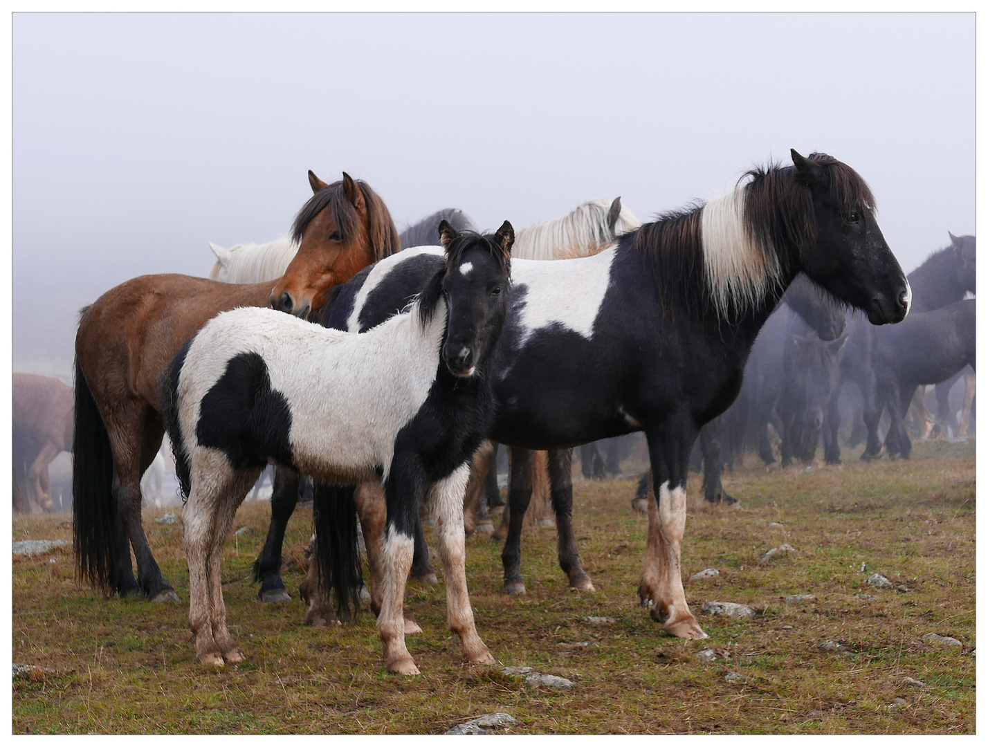 Pferdeabtrieb in Island - 4