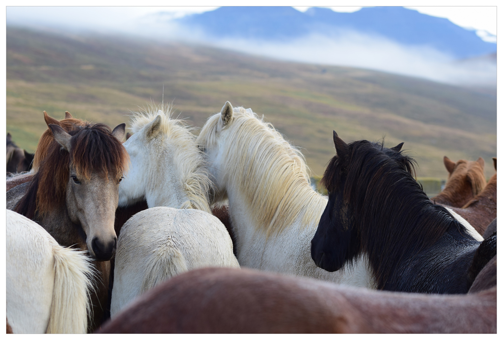 Pferdeabtrieb in Island - 8