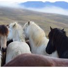 Pferdeabtrieb in Island - 8
