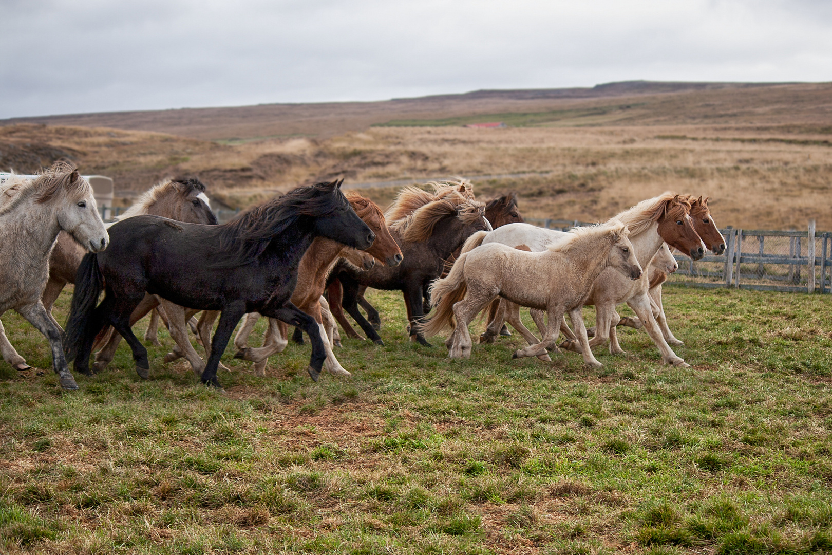 Pferdeabtrieb in Island