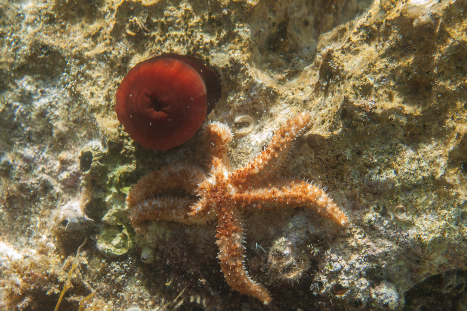 Pferdeaktinie und Eisseestern