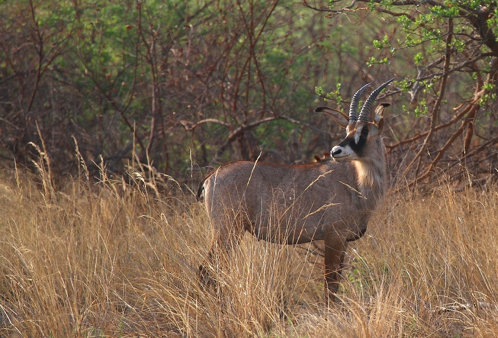 Pferdeantilope