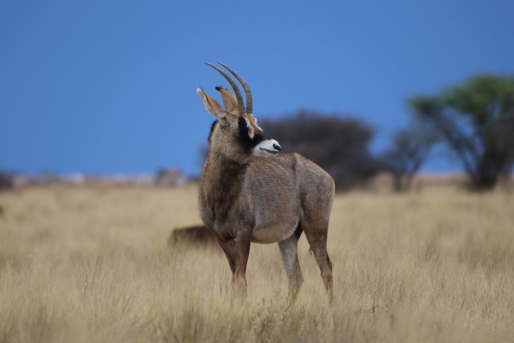 Pferdeantilope