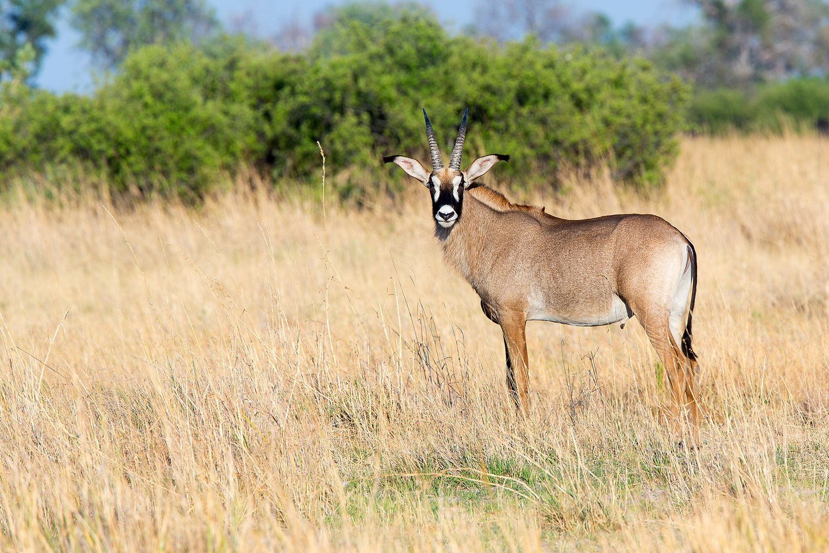 Pferdeantilope