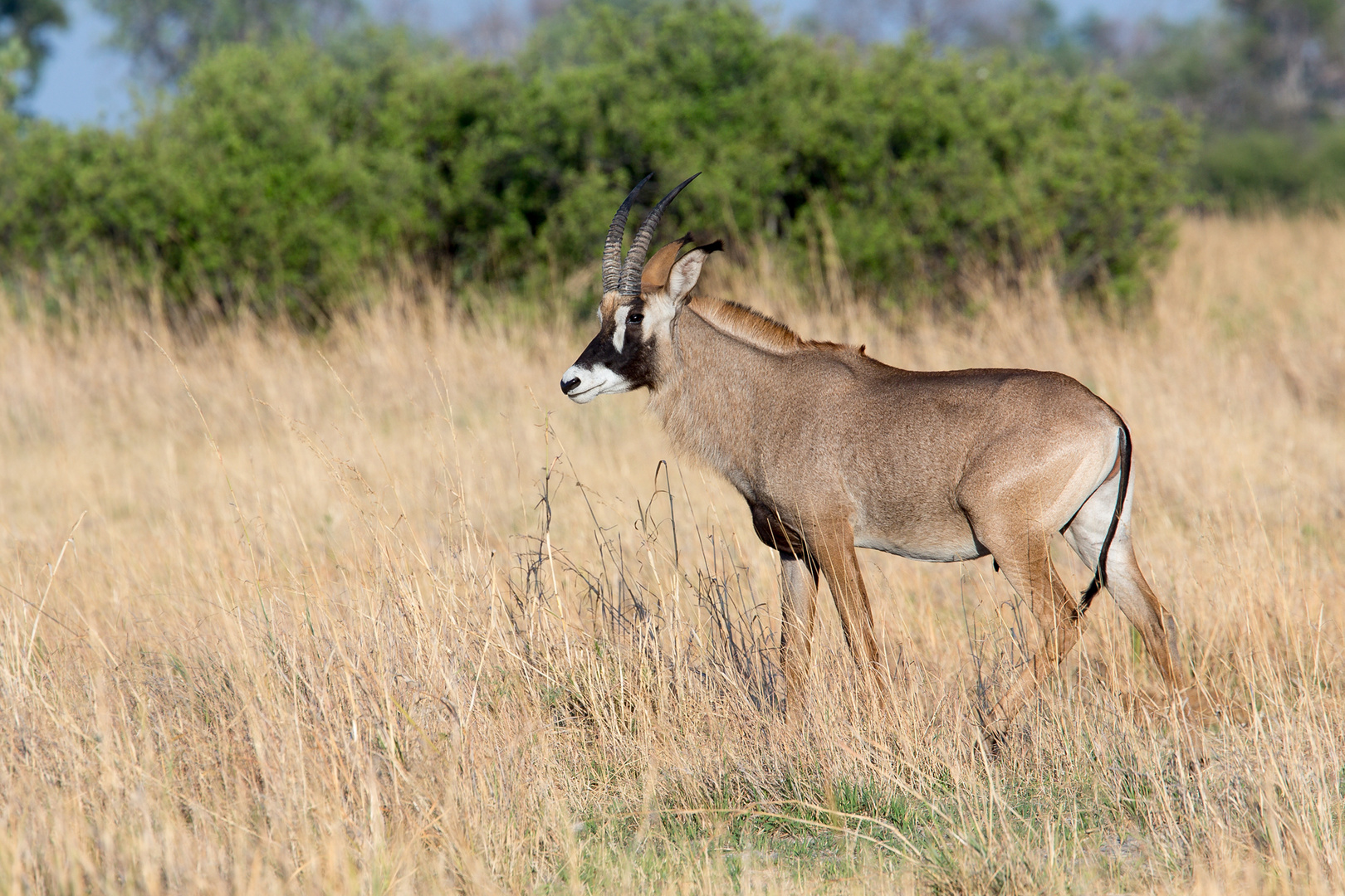 Pferdeantilope