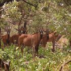 Pferdeantilopen im Busch - Senegal - Westafrika