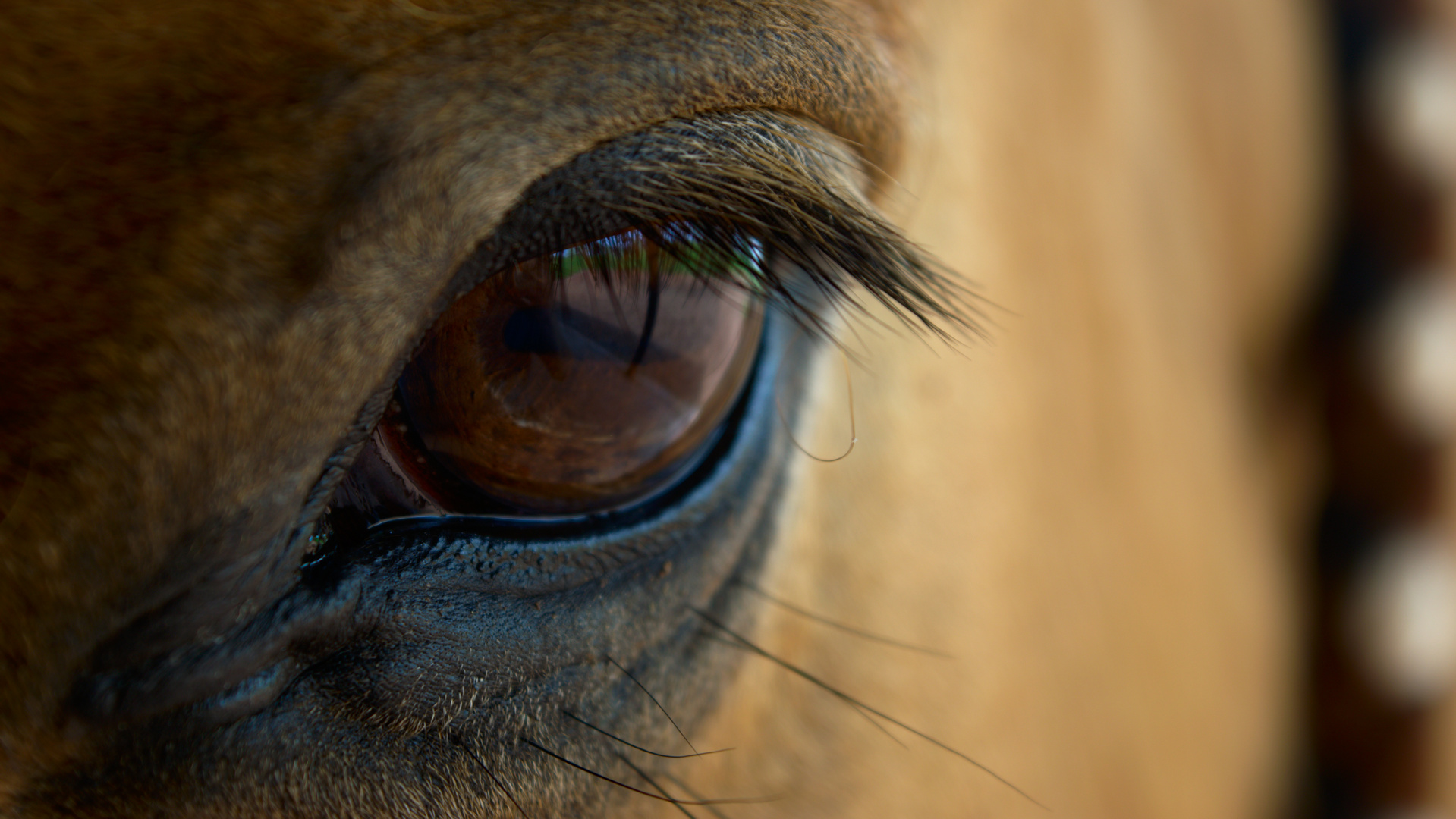 Pferdeauge Foto Bild Tiere Tierdetails Auge Bilder Auf Fotocommunity
