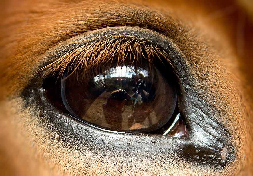 Pferdeauge Foto Bild Anfangerecke Nachgefragt Nachgefragt Tierfotografie Pferdeauge Bilder Auf Fotocommunity
