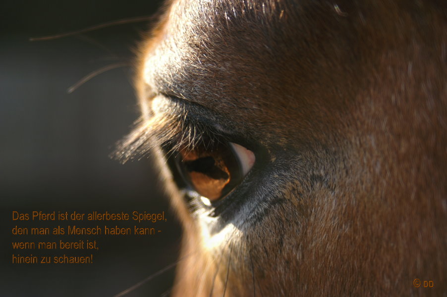 Pferdeaugen Sagen Mehr Als 1000 Worte Foto Bild Natur Tiere Youth Bilder Auf Fotocommunity