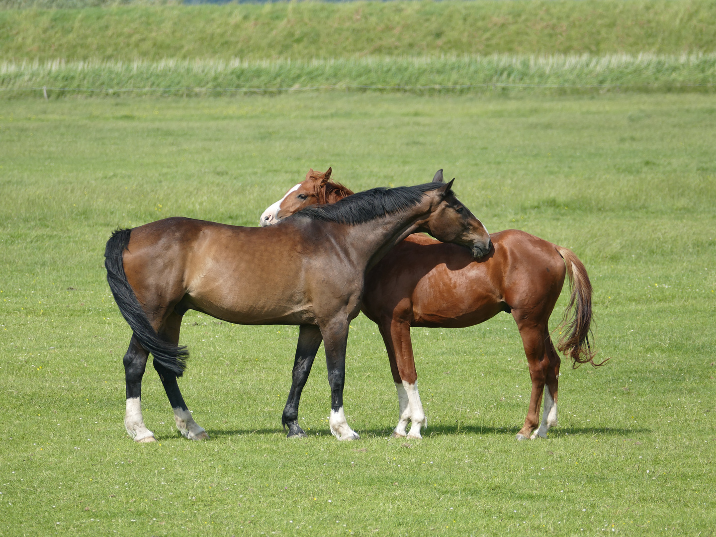 PferdeAugenBlick(e)