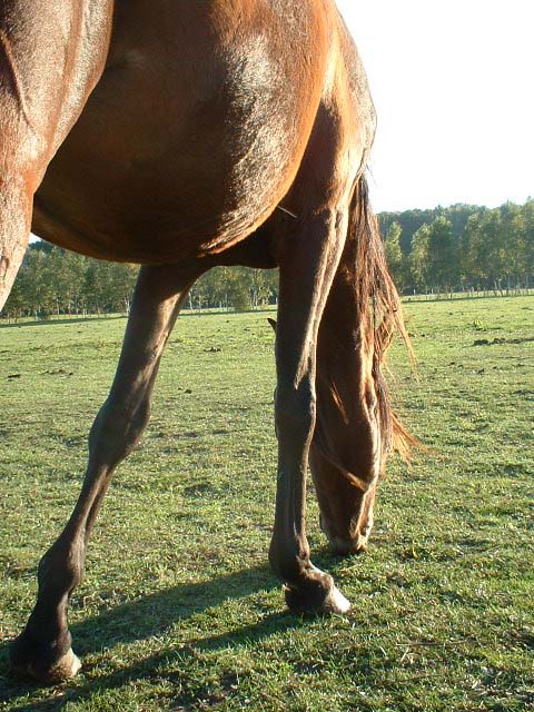 Pferdebauch in der Abendsonne