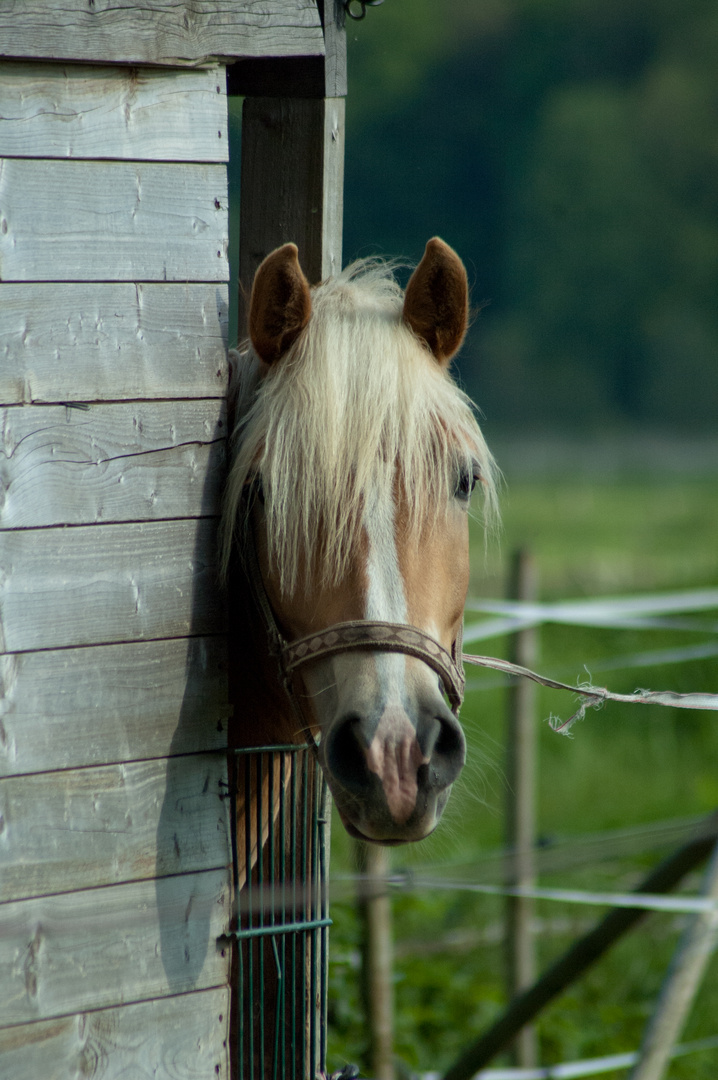 Pferdeblick