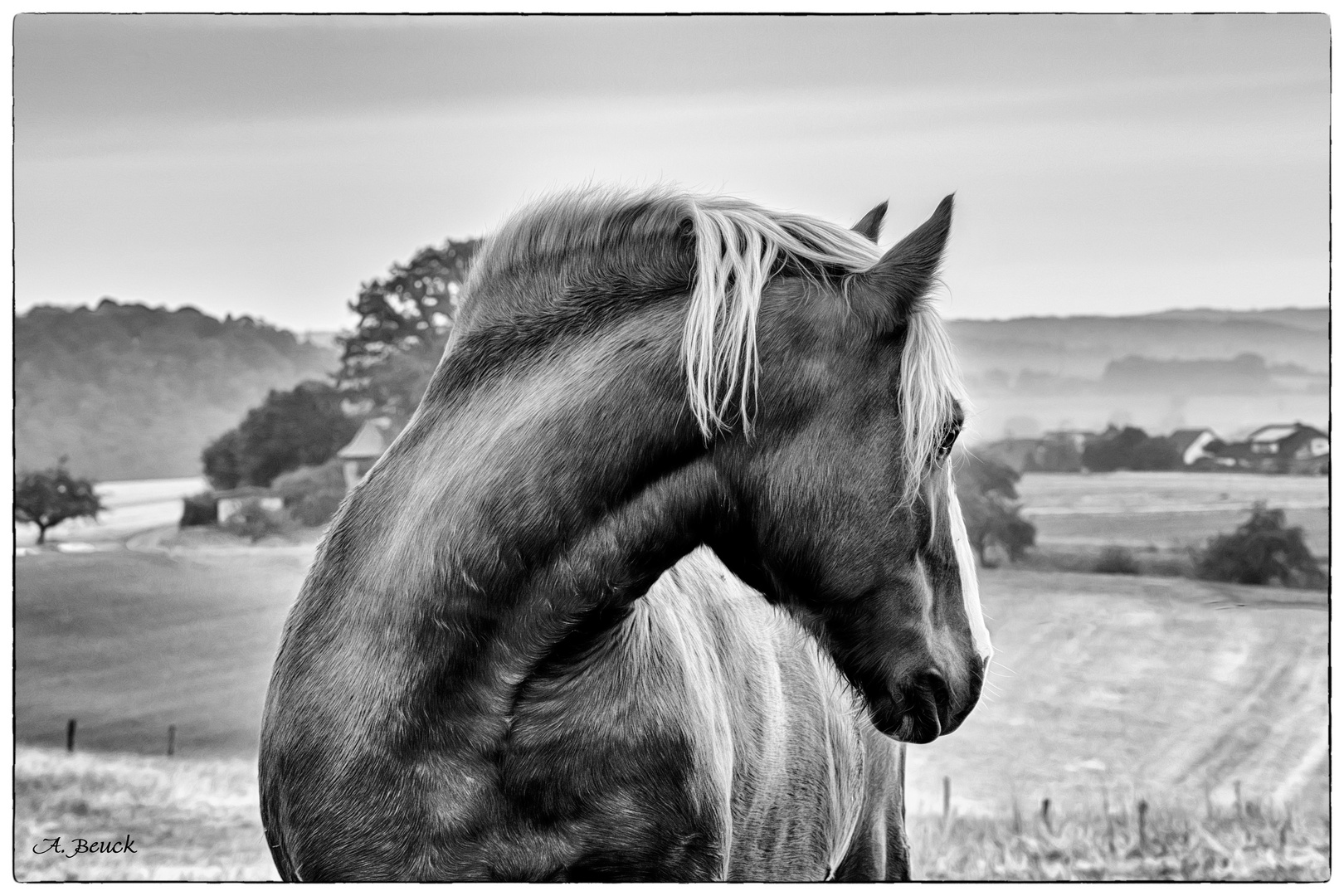 Pferdeblick in schwarz-weiß