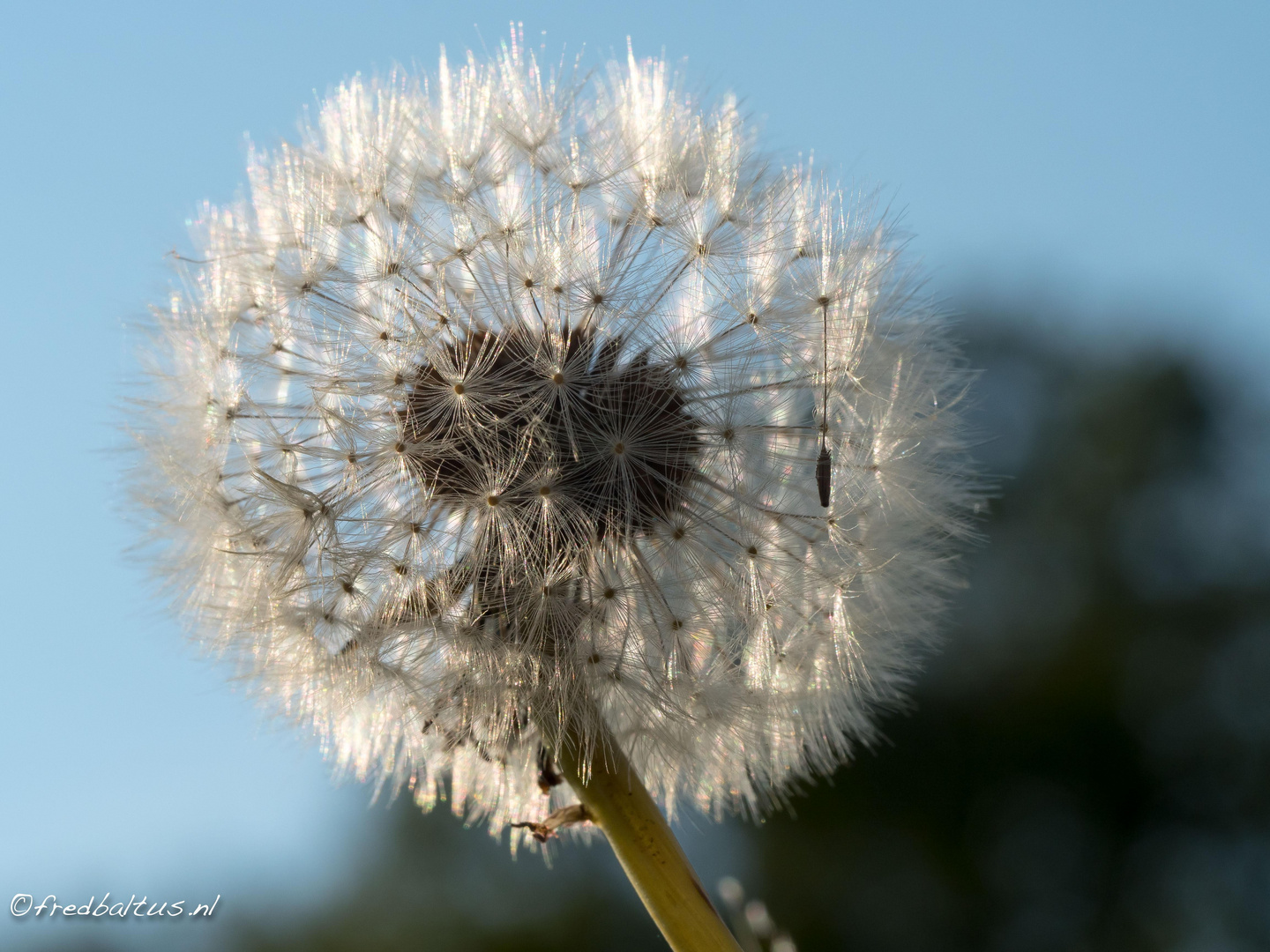 Pferdeblume