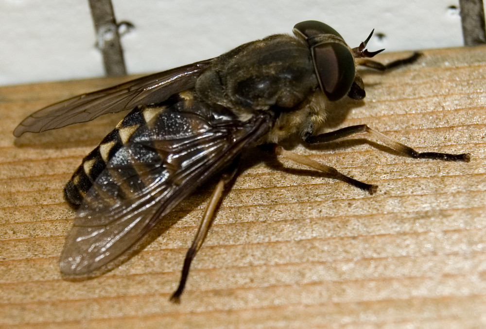 Pferdebremse Foto & Bild | tiere, wildlife, insekten Bilder auf ...
