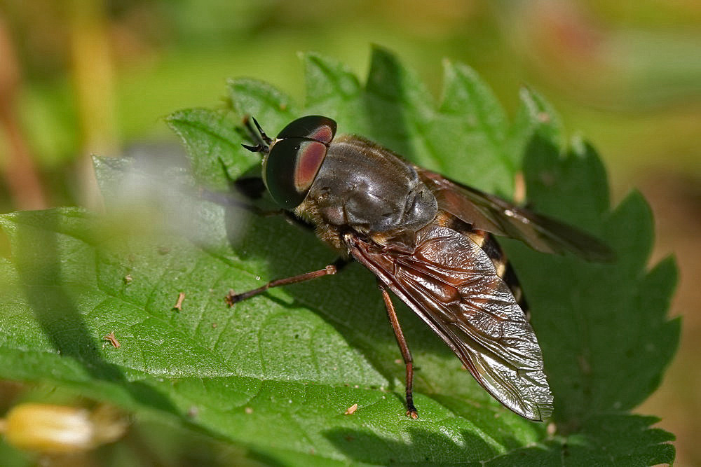 Pferdebremse