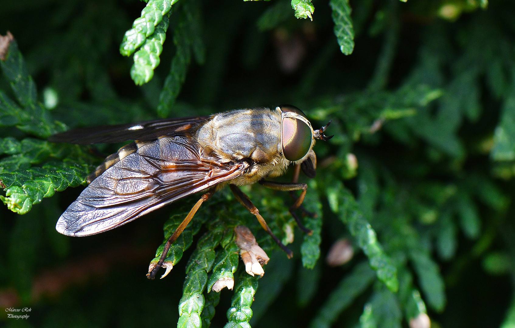 Pferdebremse Foto & Bild | tiere, wildlife, insekten Bilder auf ...