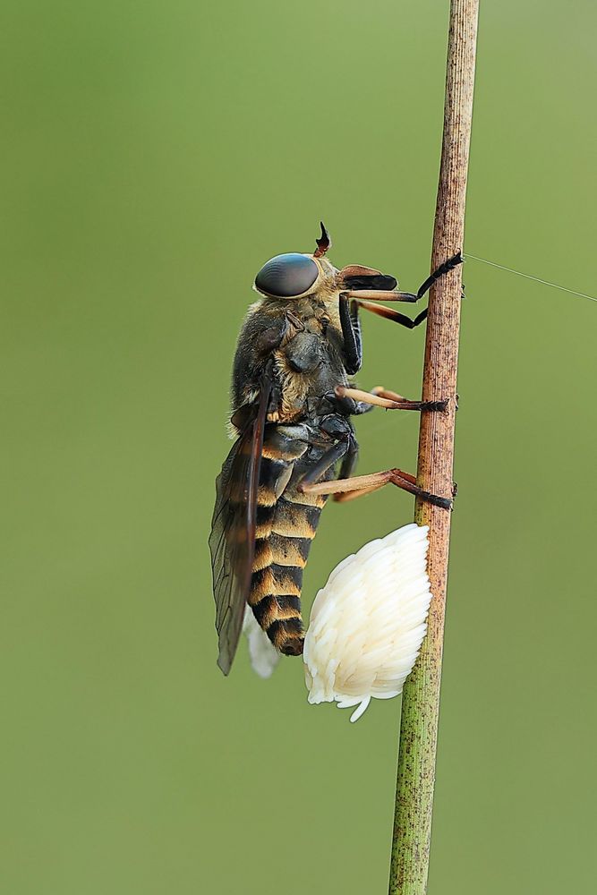 Pferdebremse bei der Eiablage Foto & Bild | tiere, wildlife, insekten ...