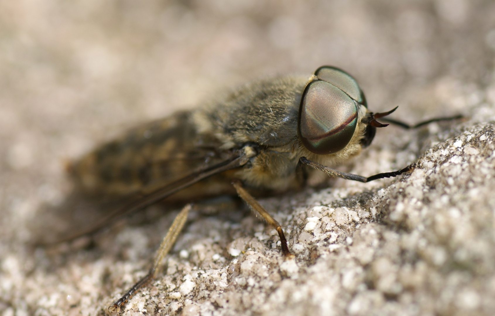 Pferdebremse Foto & Bild | tiere, wildlife, insekten Bilder auf