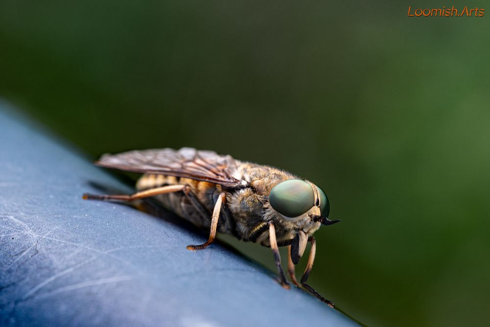 Pferdebremse Foto & Bild | tiere, wildlife, insekten Bilder auf ...