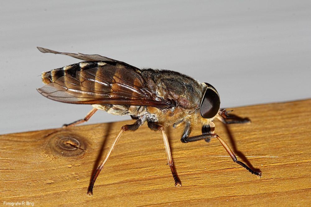 Pferdebremse Foto & Bild | tiere, wildlife, insekten Bilder auf