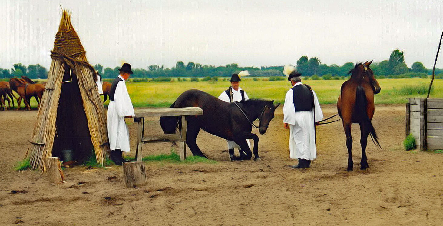 Pferdedressur durch den Csikós in der Puszta, Ungarn