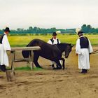 Pferdedressur durch den Csikós in der Puszta, Ungarn