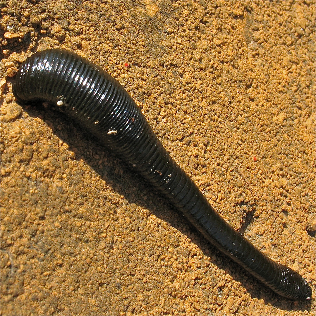 Pferdeegel (Haemopis sanguisuga), Leipzig 15.5.2012 Foto & Bild tiere