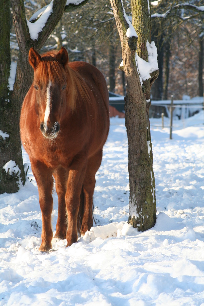 Pferdefoto im Schnee