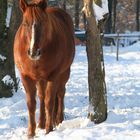 Pferdefoto im Schnee