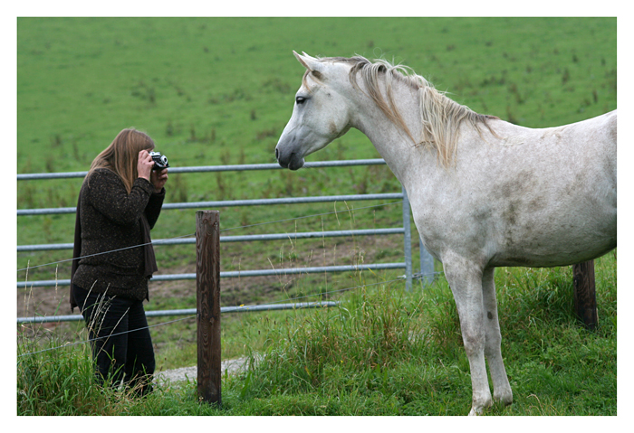 Pferdefotografie