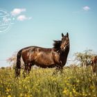 Pferdefotografie