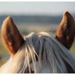 Pferdefotografie für Stadtmenschen