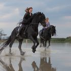 Pferdefotografie - magische Momente im Seewinkel