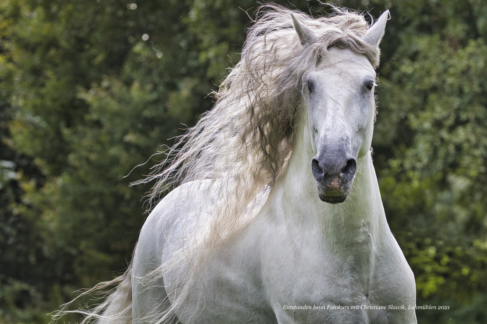 Pferdefotografie mit Christiane Slawik II