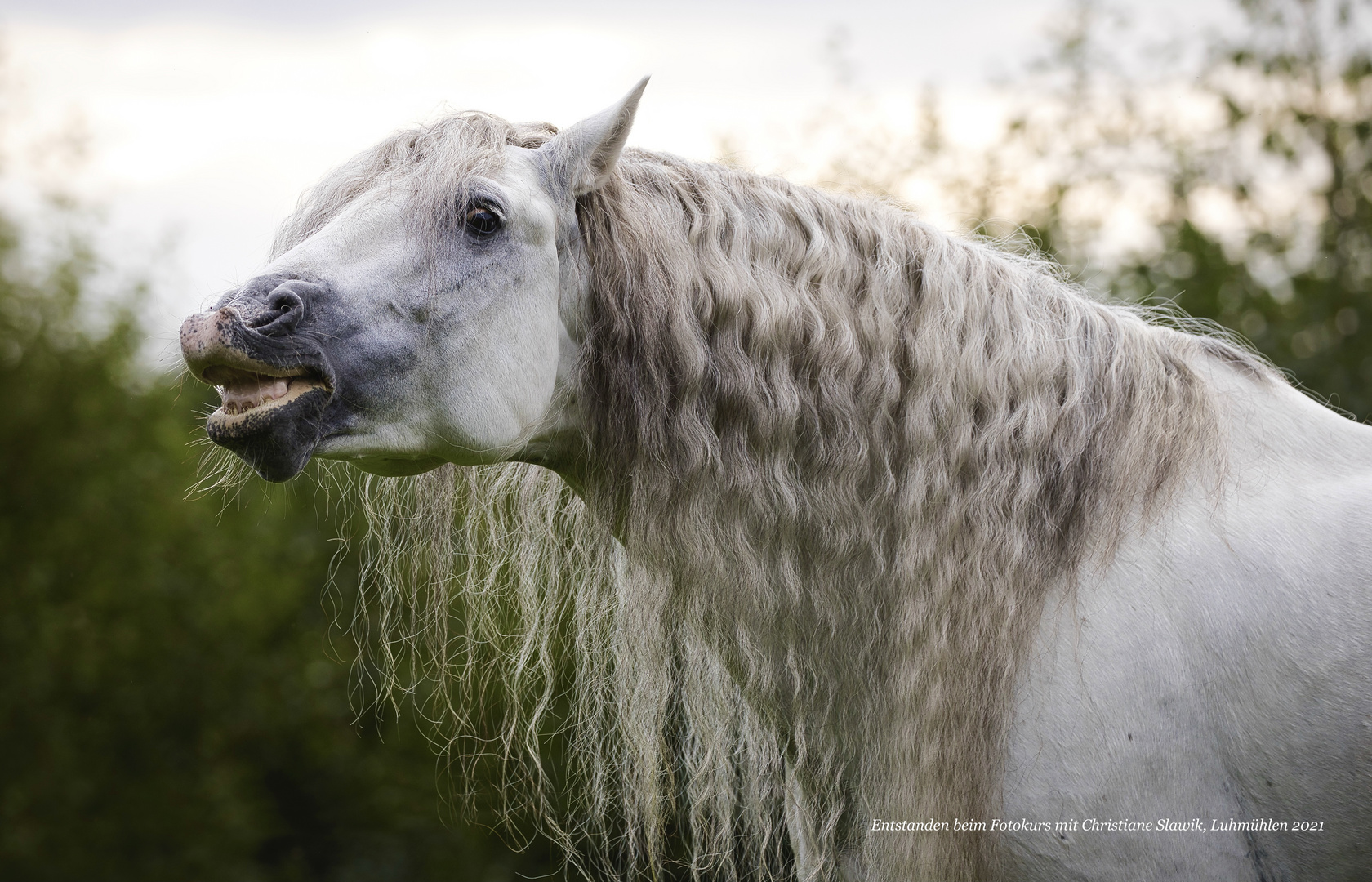 Pferdefotografie mit Christiane Slawik IV