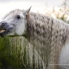 Pferdefotografie mit Christiane Slawik IV