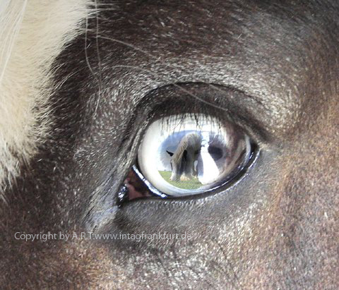 Pferdefotos Pferdeköpfe Auge wenn pferde träumen