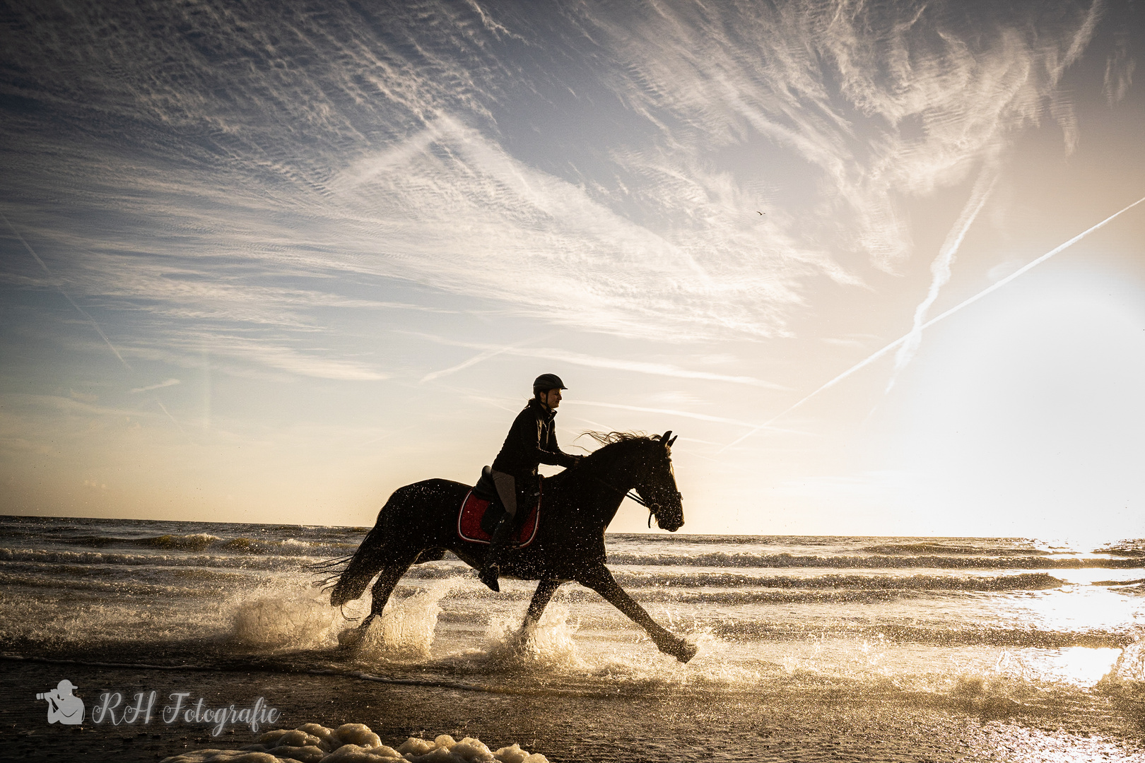 Pferdefotos Texel